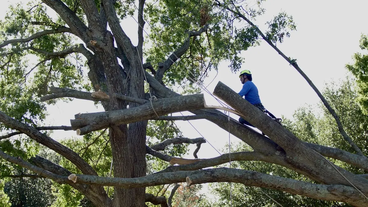 Professional Crown Thinning performed by certified arborists in Oketo
